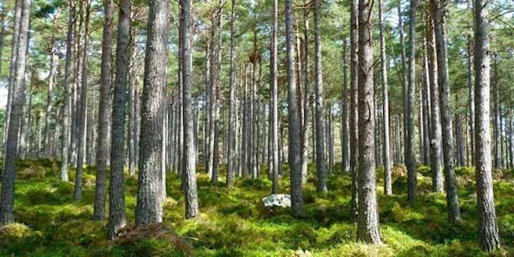 Los árboles de distintas especies ‘se ayudan’ para producir más madera